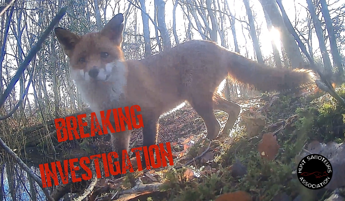 Against All Odds - A Fox Struggles Against Persecution At The Hands Of The Wynnstay Hunt
