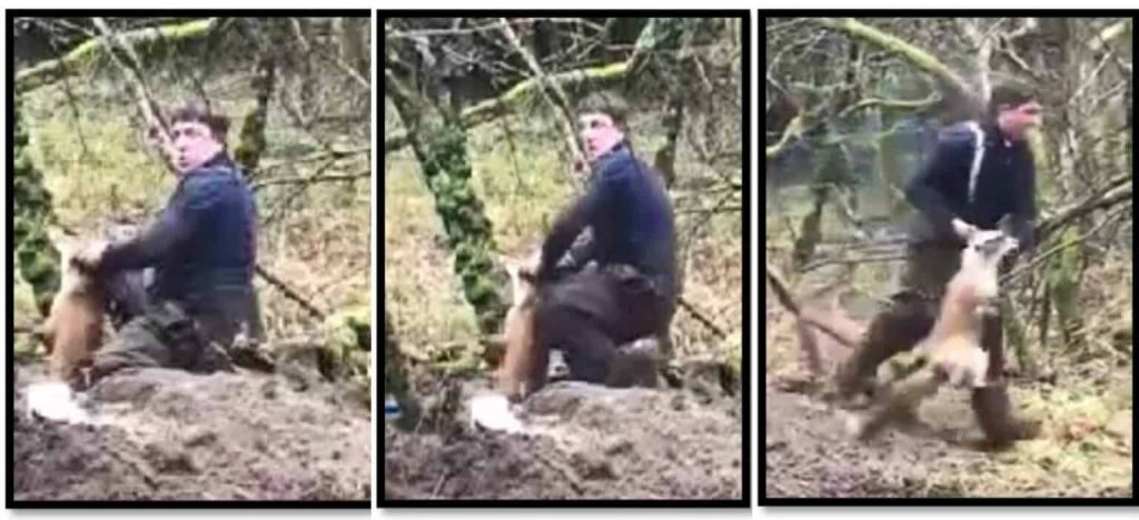 Scummy terrierman throws live fox to the hounds.