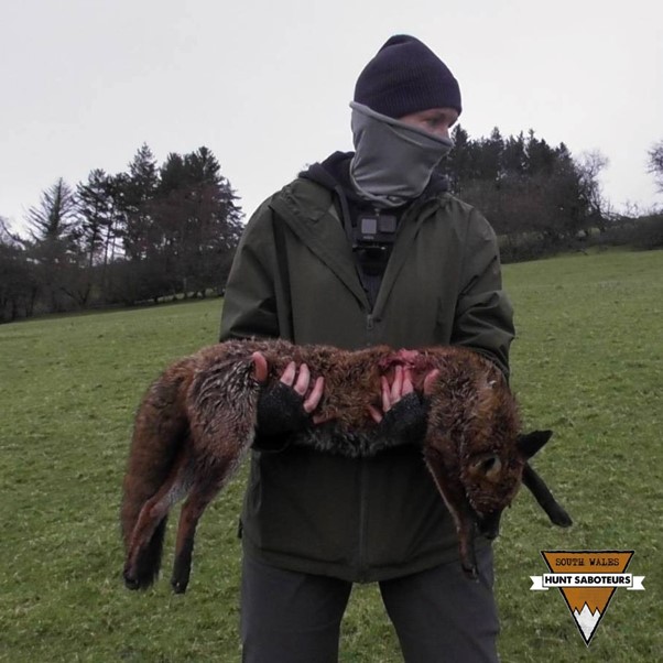 The reality of trail hunting, courtesy of the Sennybridge Farmers Hunt, December 2024.