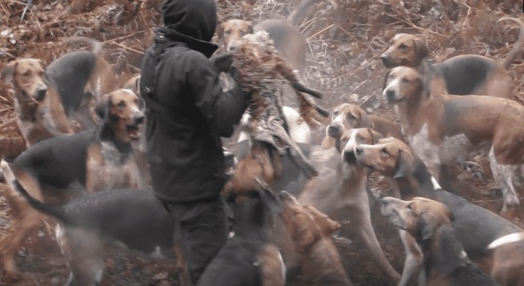 The true horror of fox hunting will be hidden on Farcical Friday. 