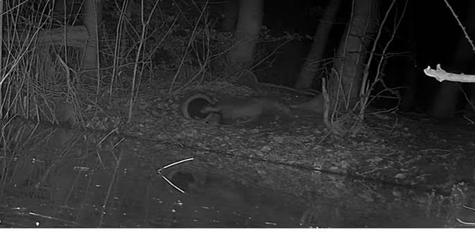          The artificial earth is frequented by badgers…