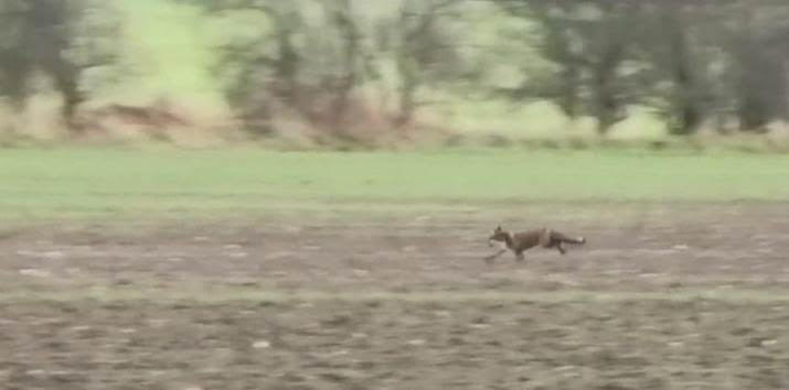 The fox flees the Wynnstay hounds on hunt day. 
