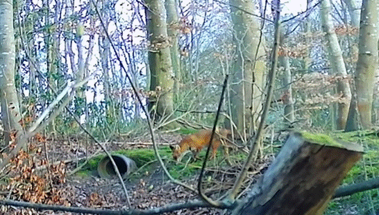  The fox at Wynnstay’s artificial earth. 