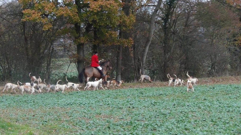 Hunters draw a pack of hounds through an area likely to hold foxes.