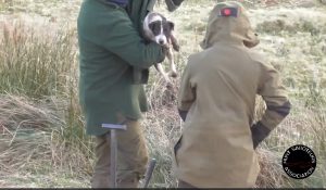 The Dartmoor Hunt: setting dogs on wildlife in one of our most beloved National Parks.