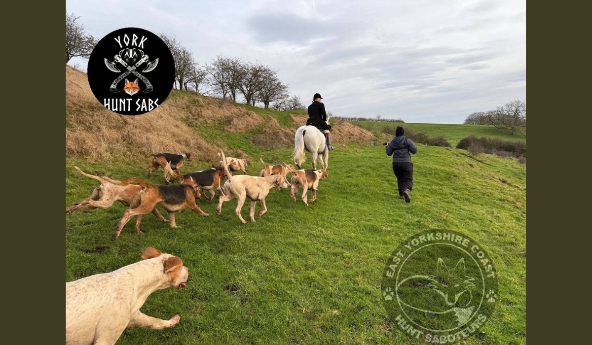 Hunt sab up with the hunt.