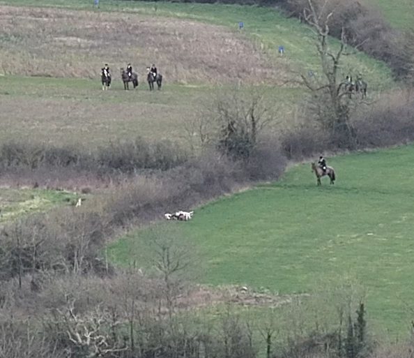 The fox is dragged from the hedge and killed in front of hunters who do nothing to stop the attack.
