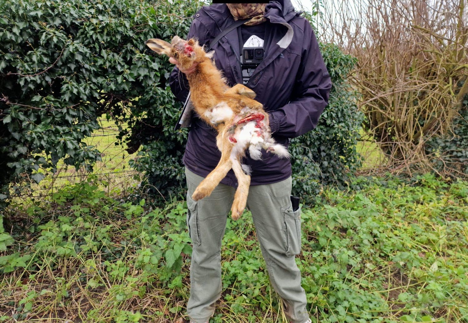 Hare killed by the Waveney Harriers, 2023. © Norfolk & Suffolk Hunt Sabs 
