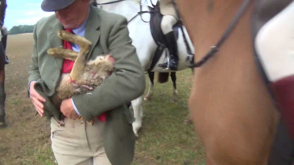 Easton Harriers huntsman tries to conceal her crime, 2016. 
