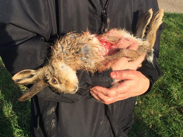 Leveret killed by Easton Harriers, 2018.
