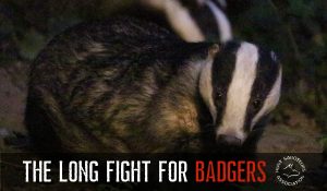 Fighting the badger cull - Hunt Saboteurs Association