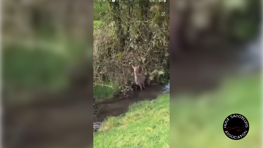 The terrified, injured hind at bay. 