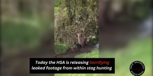 One Week To Go: Staggering Cruelty Exposed At Stag Hunt
