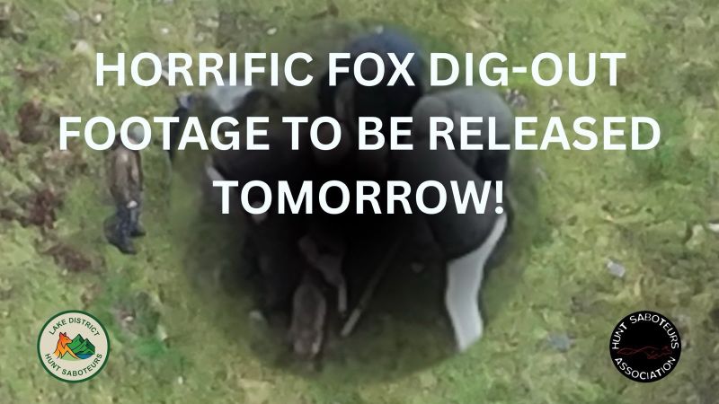 Image for the Tweet beginning: 𝐅𝐎𝐗 𝐃𝐈𝐆-𝐎𝐔𝐓 𝐕𝐈𝐃𝐄𝐎 𝐓𝐎 𝐁𝐄